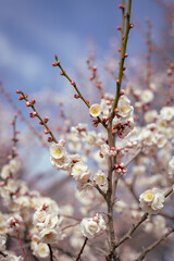 Plum tree blossom in spring. Close-up plum blossom. Focus on flower. Japan earlu plum blossom and cherry blossom March 2023