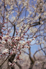 Plum tree blossom in spring. Close-up plum blossom. Focus on flower. Japan earlu plum blossom and cherry blossom March 2023
