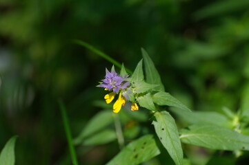 Yellow-blue wild flower in the sun. Moscow region. Russia
