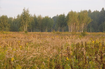 Field and forest in autumn morning. Moscow region. Russia