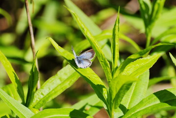 Small butterfly amanda's blue polyommatus amandus on a sunny june morning moscow region