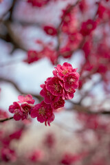Dark Pink Plum flowers blooming under the early spring sun light. Close up macro photograph. focus on the flowers