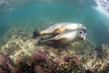 Playful sea lions of Western Australia
