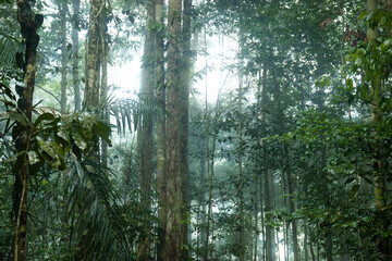 morning in the Amazon forest