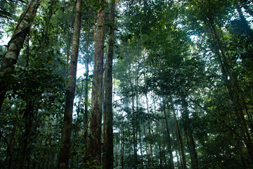 Obraz premium Amazon forest