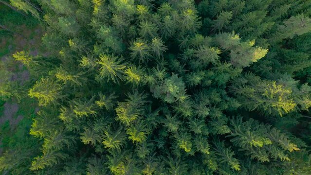 AERIAL TOP DOWN: Mountain spruce forest illuminated with last rays of sunlight. Wild woods with highest conifer treetops glowing in golden light. Magnificent view of evergreen mountainous woodland.