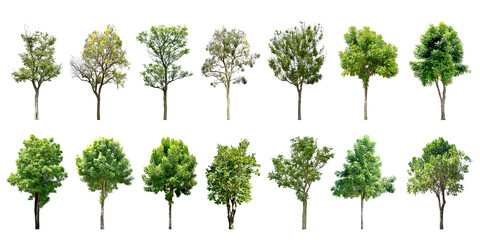 	
Collection Trees and bonsai green leaves. total 14 trees. (png)	
