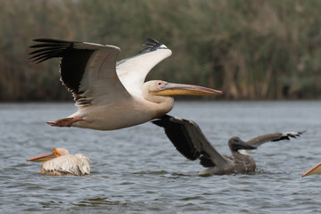 Great white pelican flying