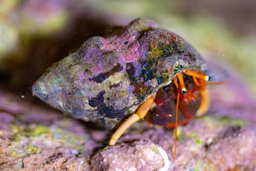 Fototapeta premium crab