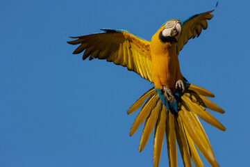 golden macaw in flight