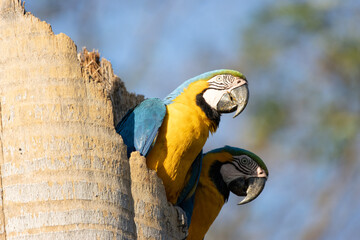 blue and yellow macaw