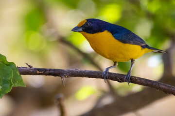 bird on a branch