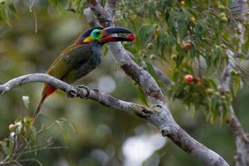 red billed toucan