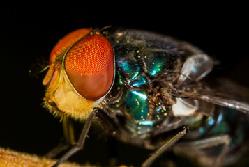 macro of a fly