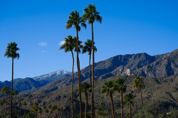 Fototapeta na wymiar 2023-01-26 MOUNTAIN RANGE IN PALM SPRINGS WITH SEVERAL PALM TREES AND A DEEP BLUE SKY