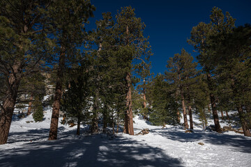 2023-01-26 TREES AND SNOW COEVERED LANDSCAPE WITH A CLEAR BLUE SKY AT THE MOUNT SAN JACINTO STATE PARK IN PALM SPRING