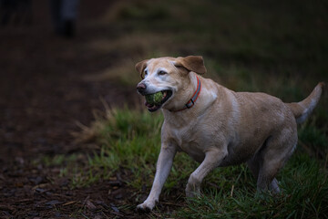 2023-02-19 YELLOW LABRADOR RUNNING WITH BALL IN ITS MOUTH AT MARYMOOR PARK IN REDMOND WASHINGTON