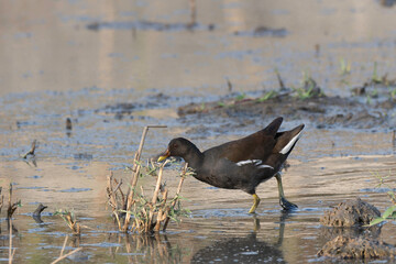 Common moorhen