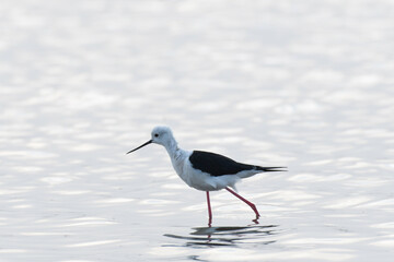 Black-winged stilt