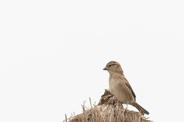 House sparrow female on rooftop