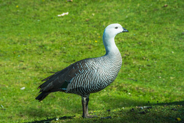 View of a of Ashy-headed goose in the Coastal Path at Tierra del Fuego National Park - Ushuaia, Argentina