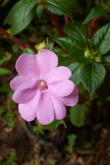light pink new guinea impatiens or impatiens hawkeri flower in the garden, close-up taken straight from above in selective focus with copy space