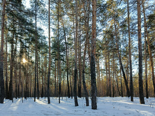 winter landscape in a pine forest
