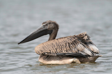 Great white pelican juvenile swimming
