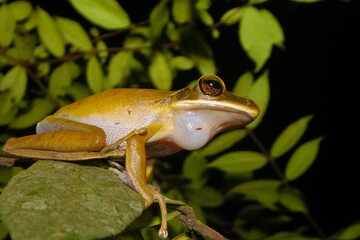 frog on the leaf
