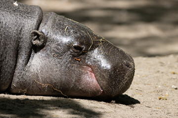 hippopotamus pigmeu - obrazy, fototapety, plakaty