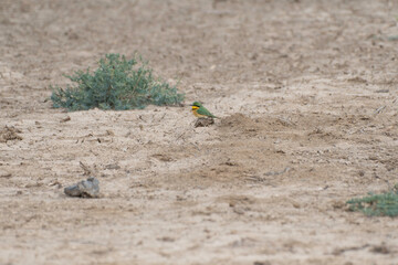 Little bee-eater