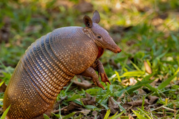 armadillo in grass
