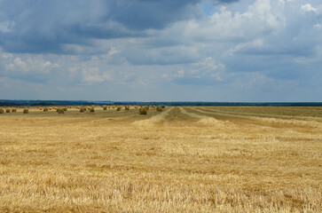 haystacks on a mown field.harvesting hay for the winter for feeding farm animals. © vitaly