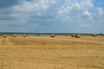 haystacks on a mown field.harvesting hay for the winter for feeding farm animals.