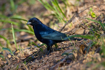 blackbird on the ground