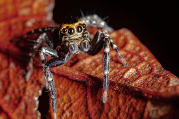 spider on a leaf