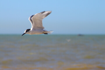 Fototapeta premium seagulls