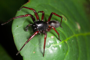 spider on leaf