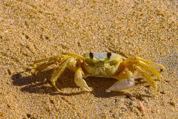 crab on sand