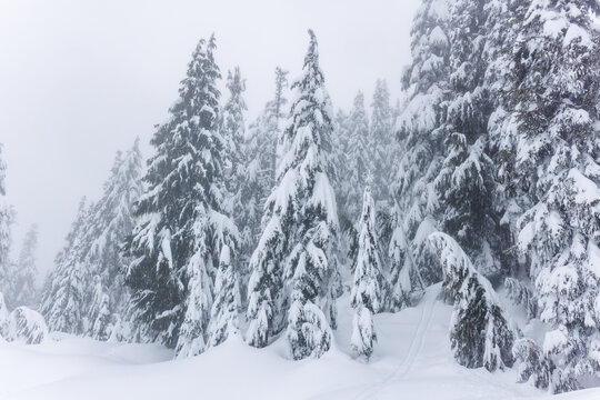 Cypress Mountain in the Snow