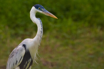 great blue heron