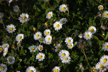 field of daisies