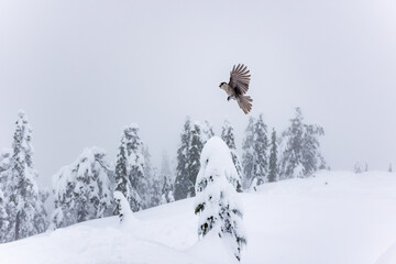 whiskey Jack in flight in snow