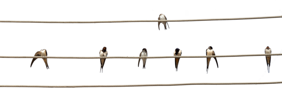 swallows birds waiting on the cords to travel - Powered by Adobe