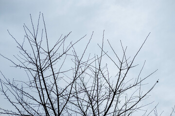 Fototapeta na wymiar Tree Branch against blue dull sky