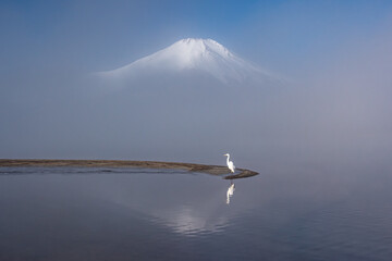 山中湖から逆さ富士とサギ鳥