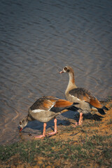 A pair of egyptian geese standing by the river in the morning
