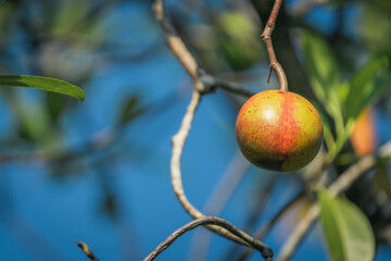 red color pong pong or othalanga the cerbera odollam fruit