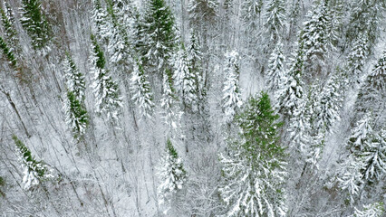 Fototapeta premium Aerial view of pine tree winter forest. Clip. Flying above snow covered tree tops.