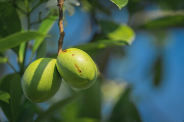 fruit on the suicide tree known as pong pong or othalanga the cerbera odollam